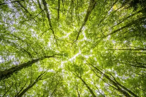 Bosques verdes