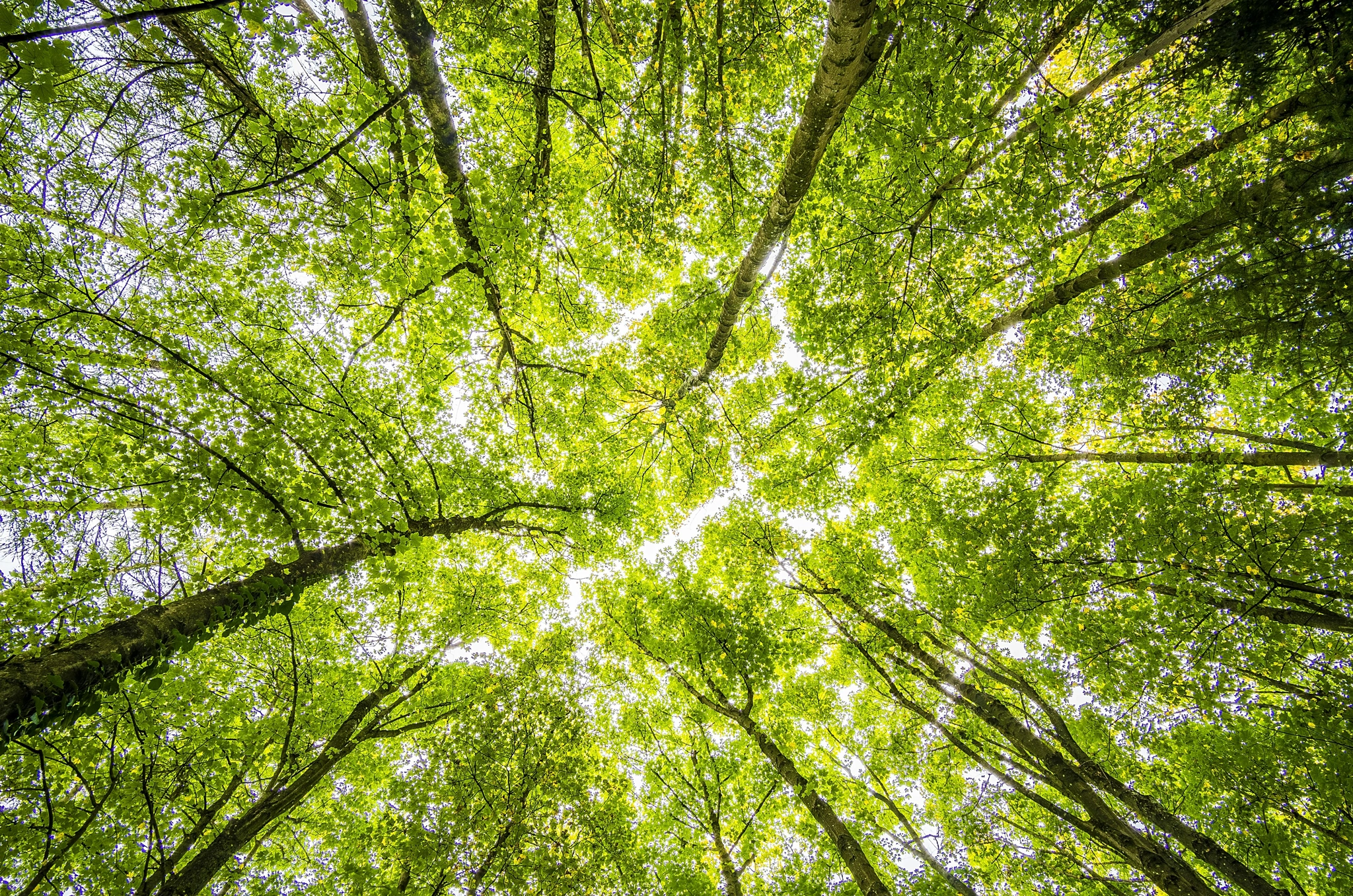 Bosques verdes